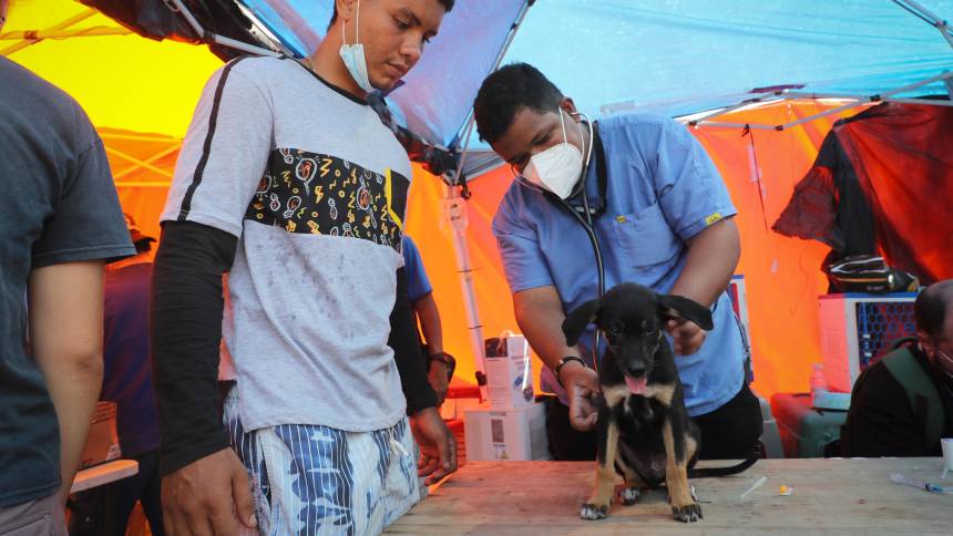 Los refugios de animales, desbordados tras el doble terremoto en Venezuela