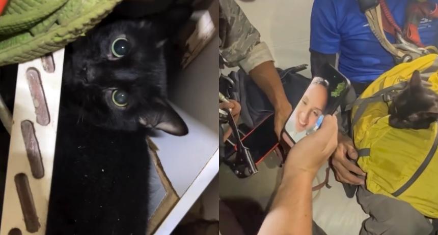 gato