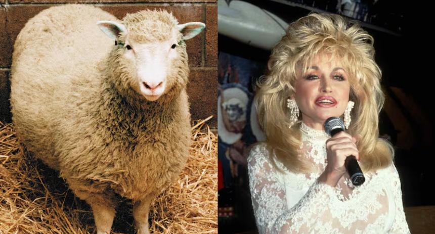 Dolly