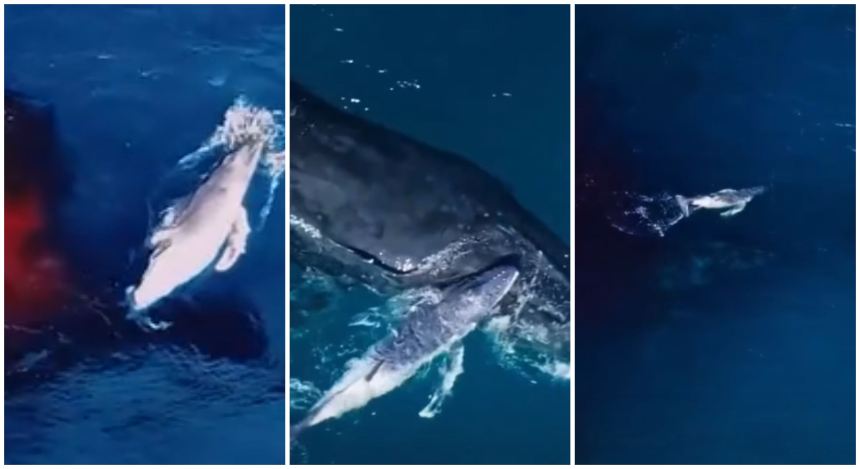 Ballena Jorobada Dron
