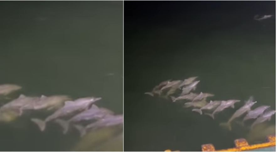 Un grupo de toninas Lago de Maracaibo