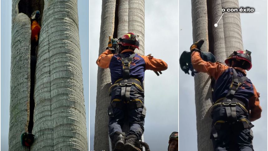 Las guacamayas estuvieron atrapadas en un chaguaramo en la urbanización Valle Arriba, en Barta. Fotos capturas de videos RRSS PC Baruta y Darwin González.
