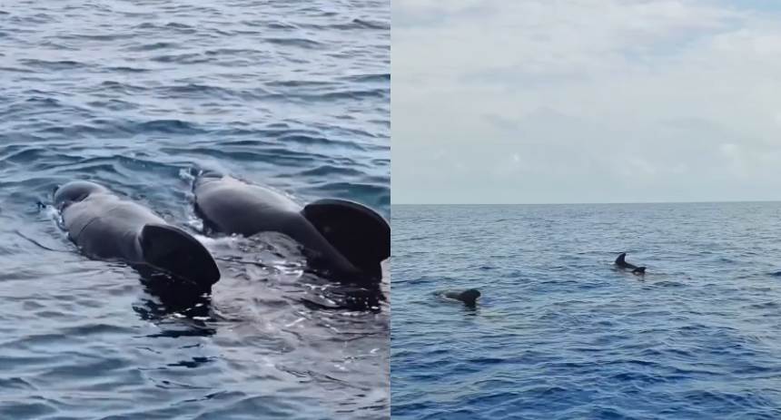 ballenas