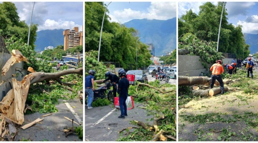 El ábol caído ocasiono congestión en la autopista Prados del Este. Fotos RRSS