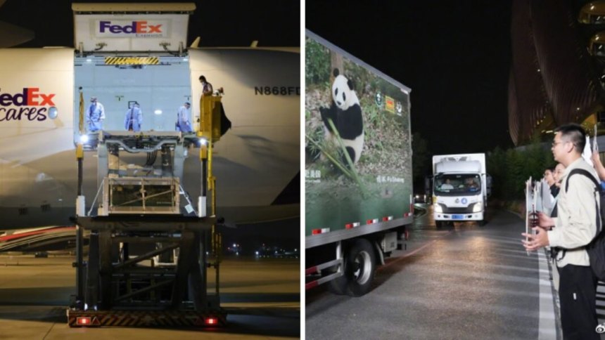 VIDEO VIRAL: Pareja de pandas llegó al zoológico de Atlanta tras la cumbre de Trump y Xi Jinping