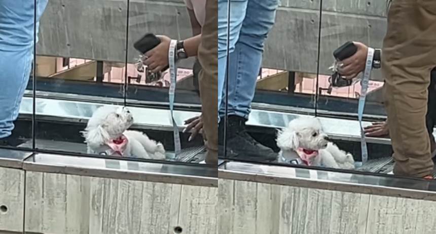 perrita