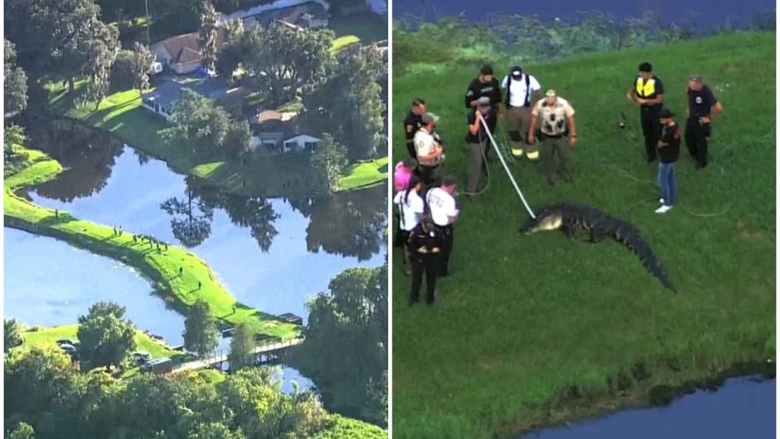 El hombre de 71 años fue arrastrado por un caimán mientras pescaba en un parque en Florida. Fotos cortesía Yahoo Noticias