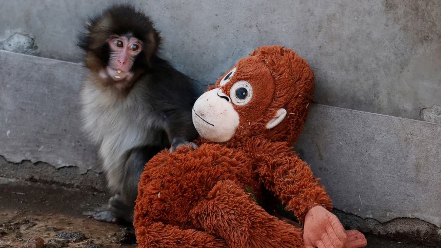 VIRAL: Punch, el monito japonés que se hizo famoso por su peluche, tendrá su propio libro