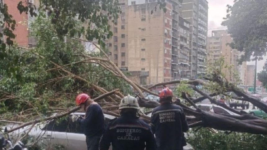 EN FOTOS: Árbol de gran tamaño colapsó desde su base y cayó sobre dos carros en la avenida Panteón este 10-Oct