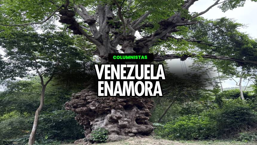 La leyenda del árbol de los espíritus en Chuao