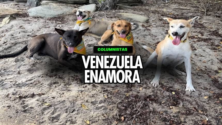 Los "perriguías" de Choroní, el proyecto que transforma a perros de la calle en guías turísticos